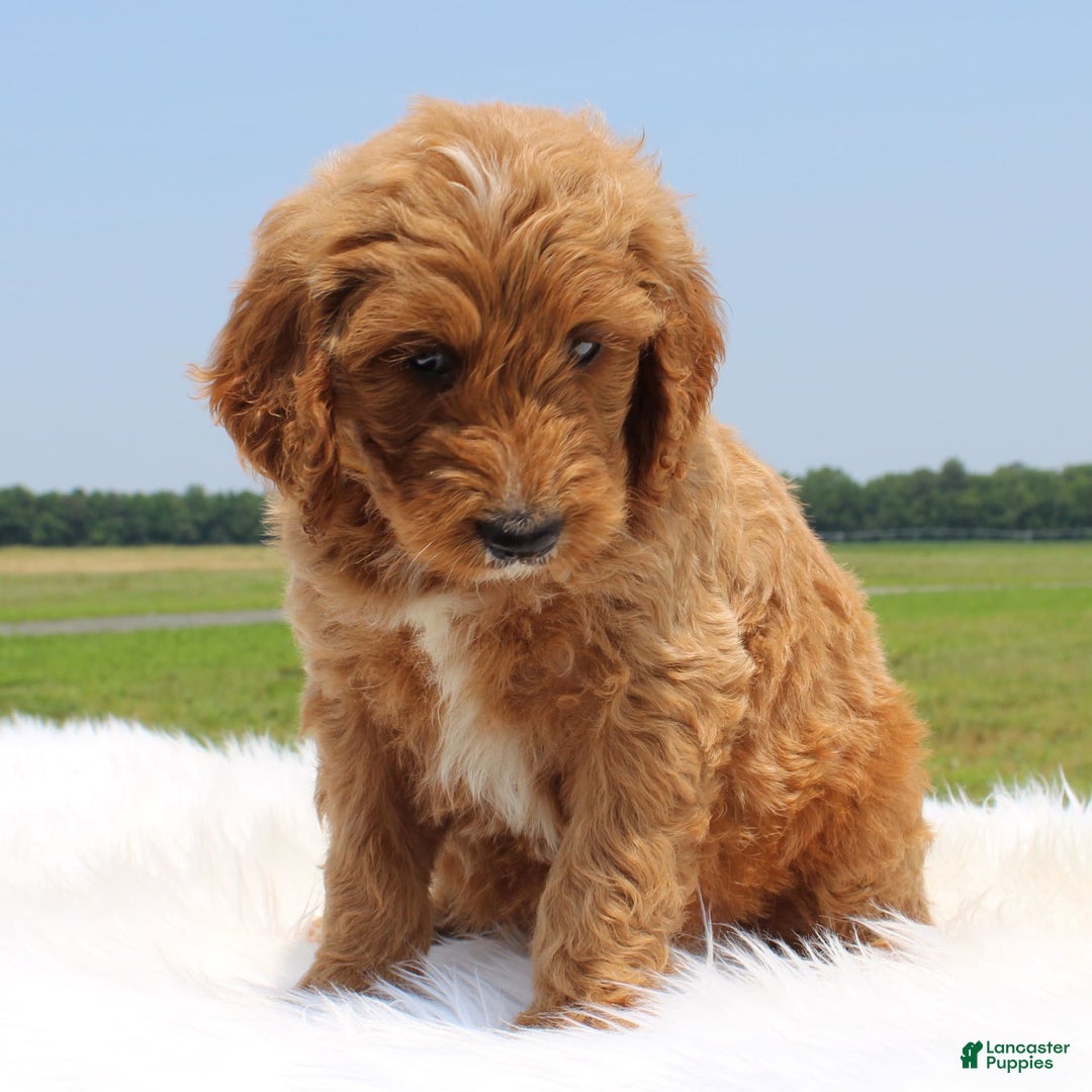 Irish Doodle dogs for sale: Vance - Image 3