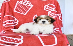 Teddy Bear dogs for sale: Honey - Image 2