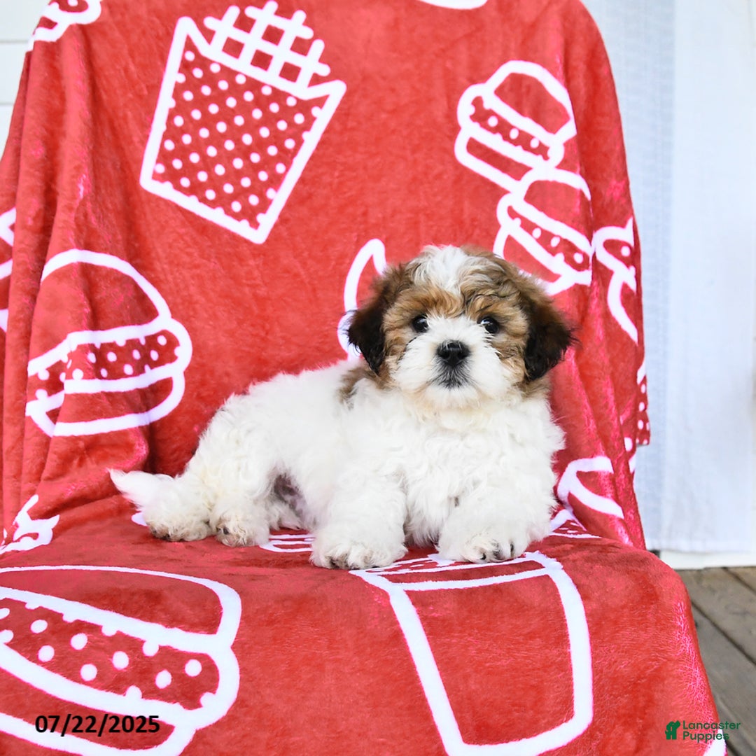 Teddy Bear dogs for sale: Honey - Image 2