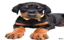 Doberman Pinscher dogs for sale: Marley - Image 1