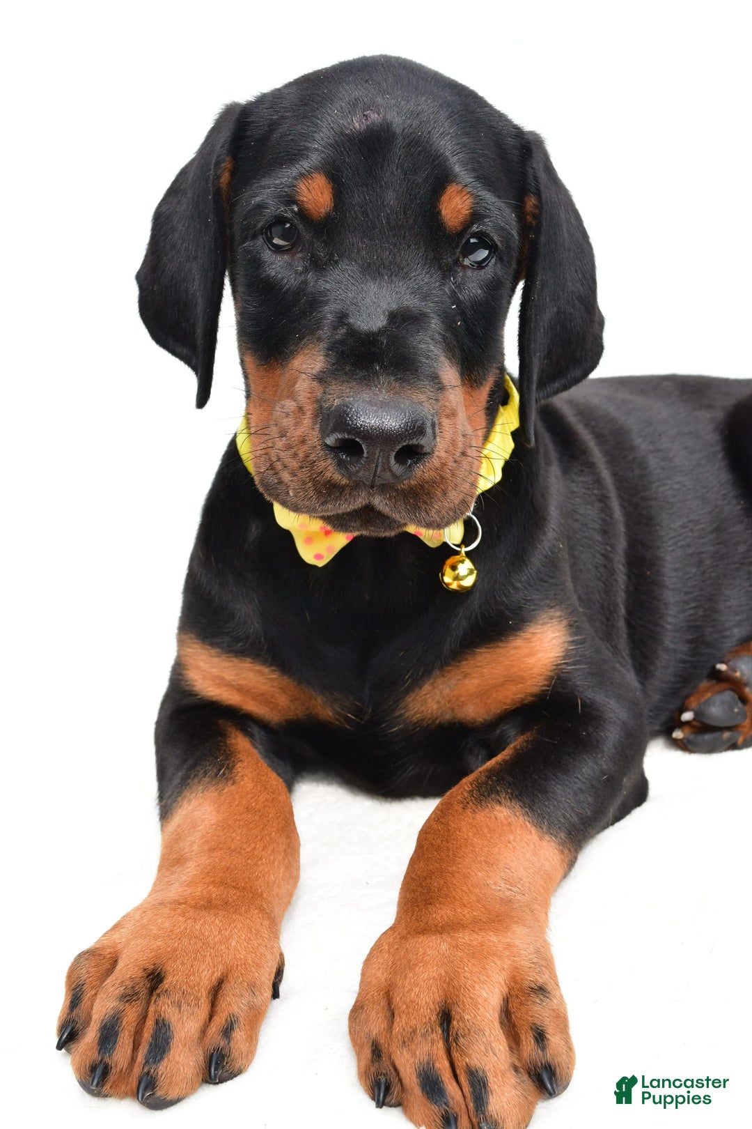Doberman Pinscher dogs for sale: Marley - Image 1