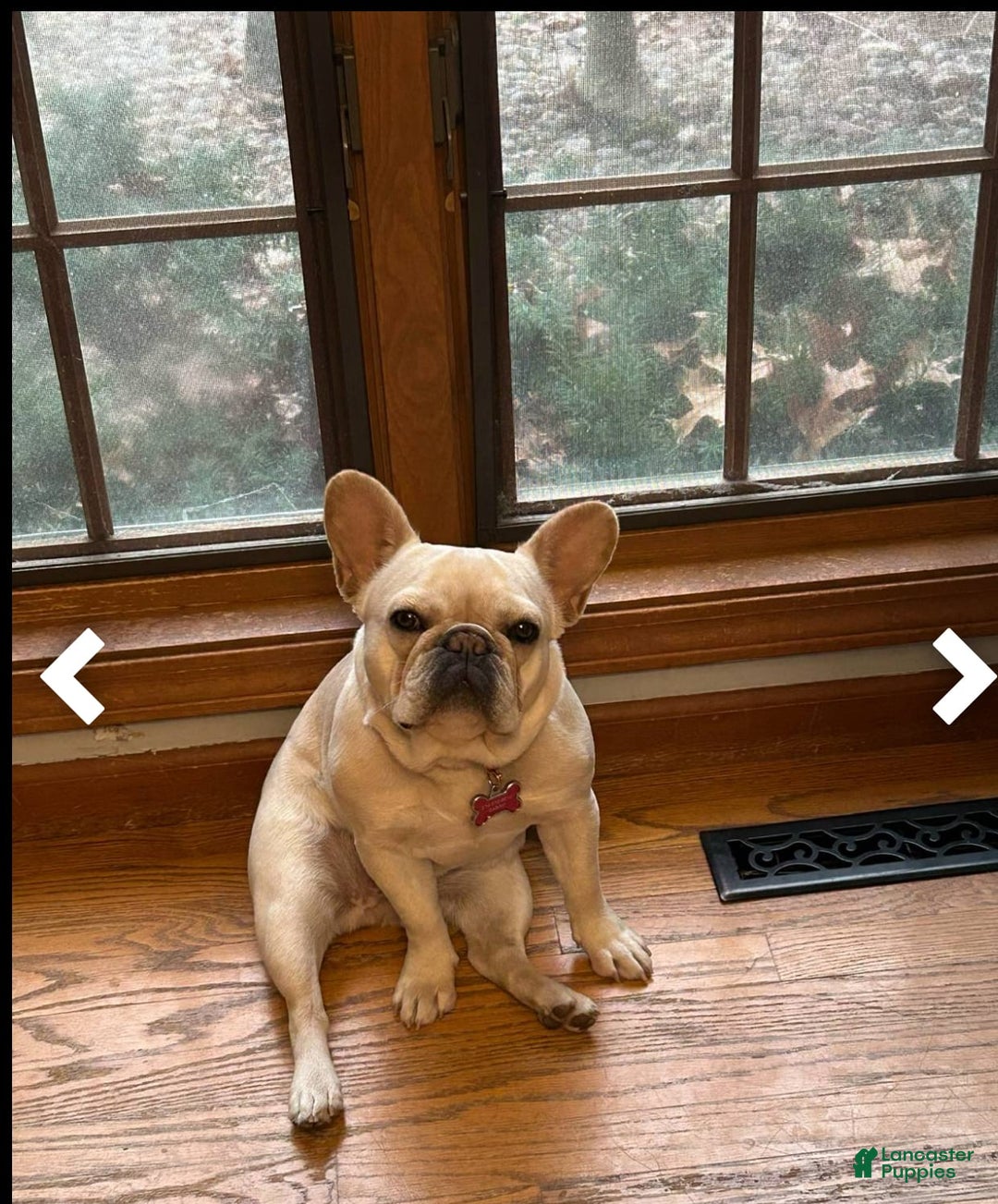French Bulldog dogs for sale: Linus - Image 8