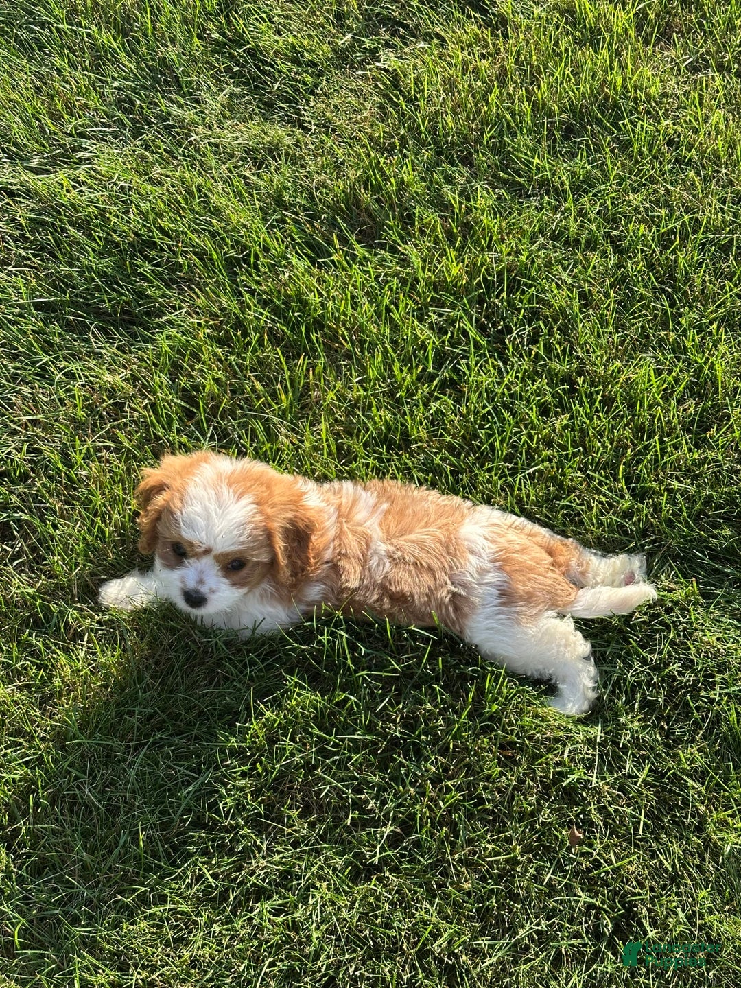 Cavachon dogs for sale: Paws - Image 6