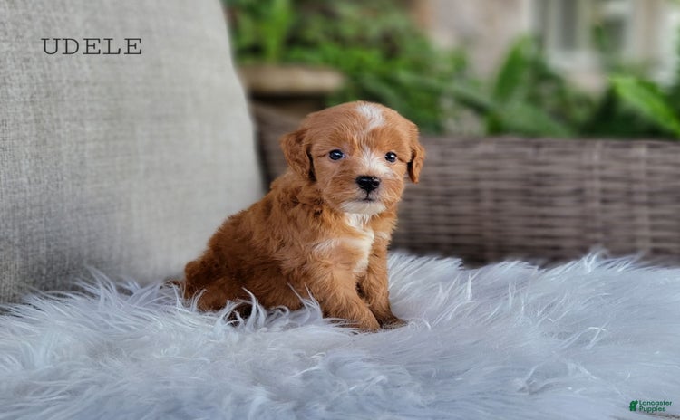 Mini Goldendoodle dogs for sale - Ad 1