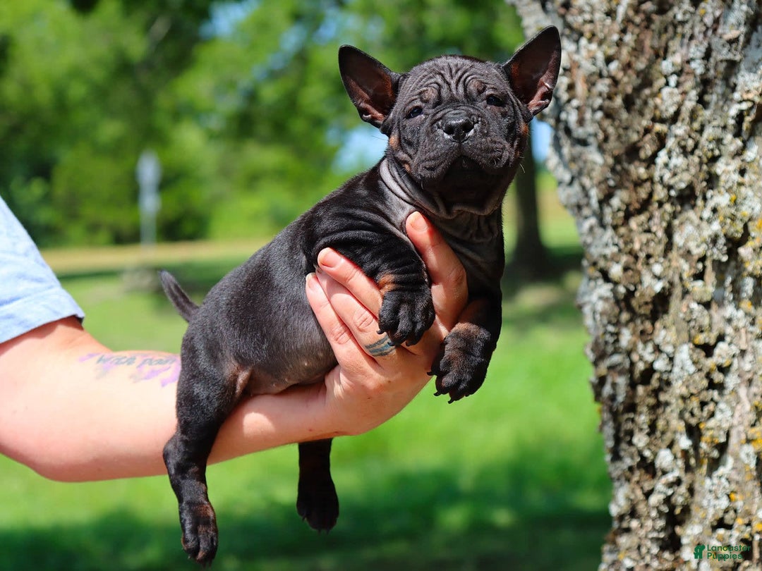 Shar Pei dogs for sale: China - Image 8