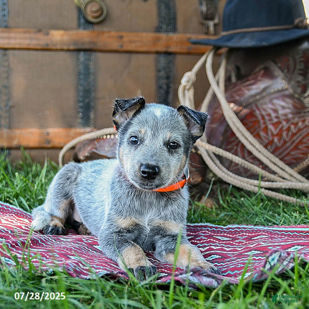 Australian Cattle Dog dogs for sale: Cleo - Image 5