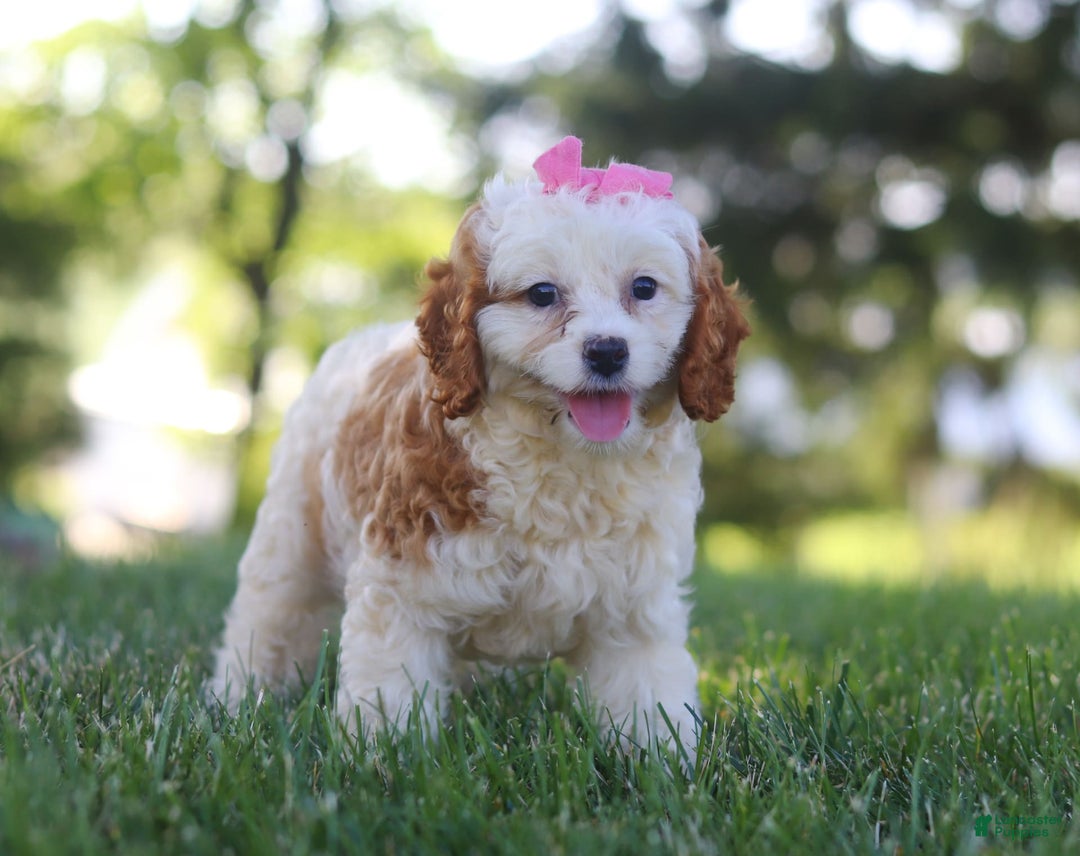 Cavapoo dogs for sale: Lola - Image 3