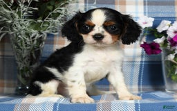 Cavalier King Charles Spaniel dogs for sale: Austin - Image 6