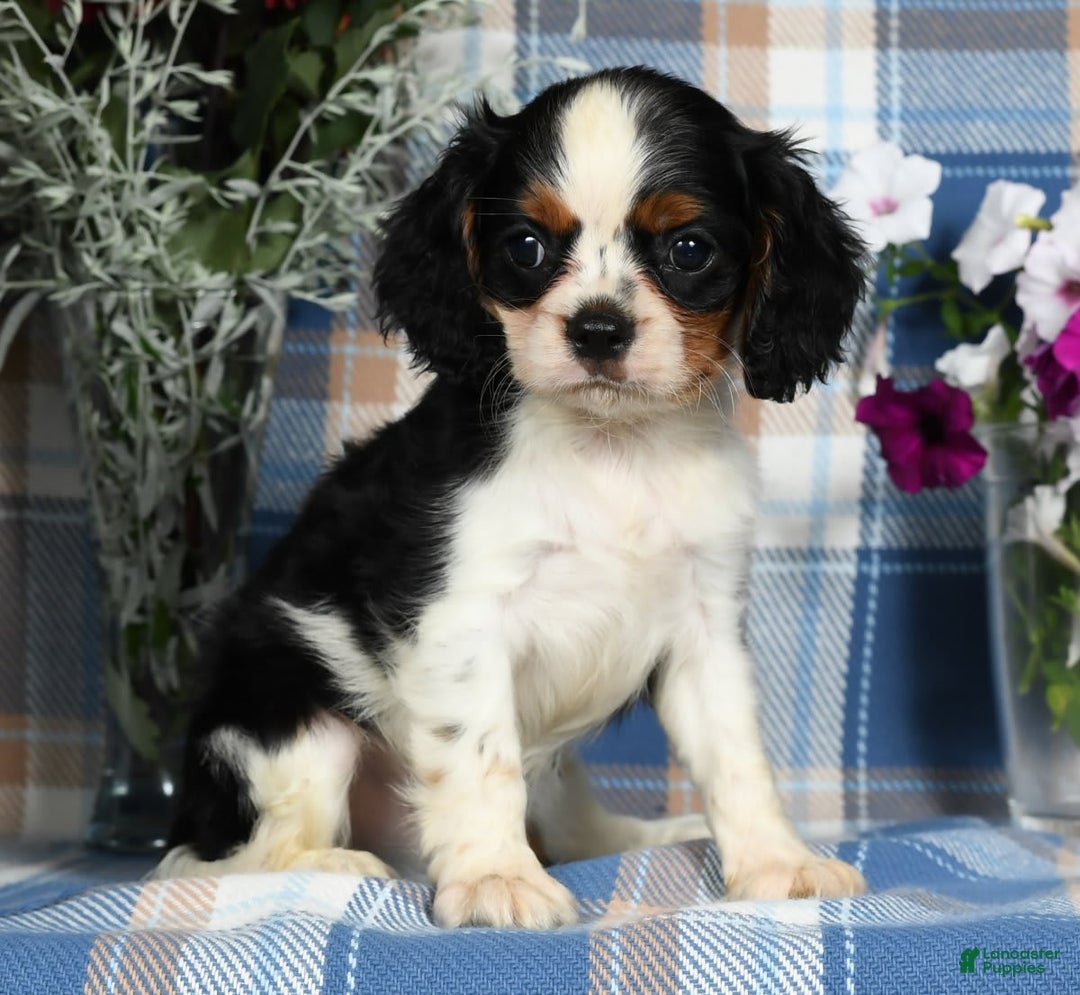Cavalier King Charles Spaniel dogs for sale: Austin - Image 6