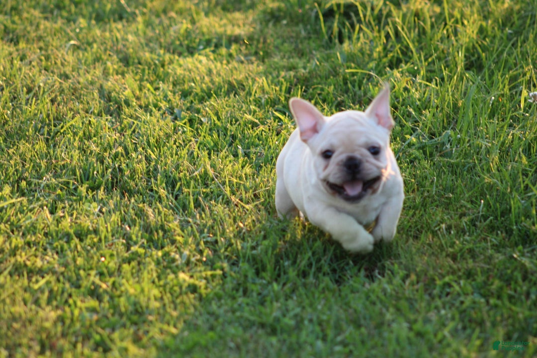 French Bulldog dogs for sale: Lincoln - Image 26