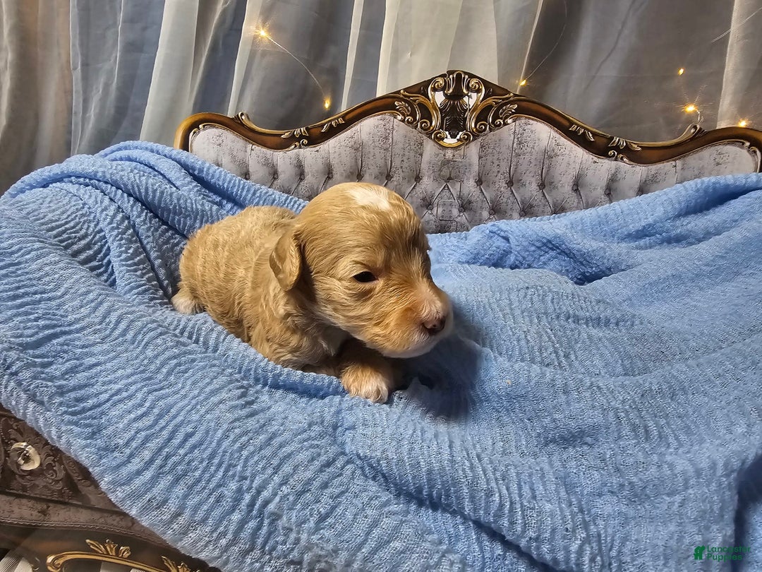 Mini Goldendoodle dogs for sale: Austin - Image 3