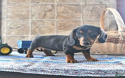 Miniature Dachshund dogs for sale: Sheba - Image 2