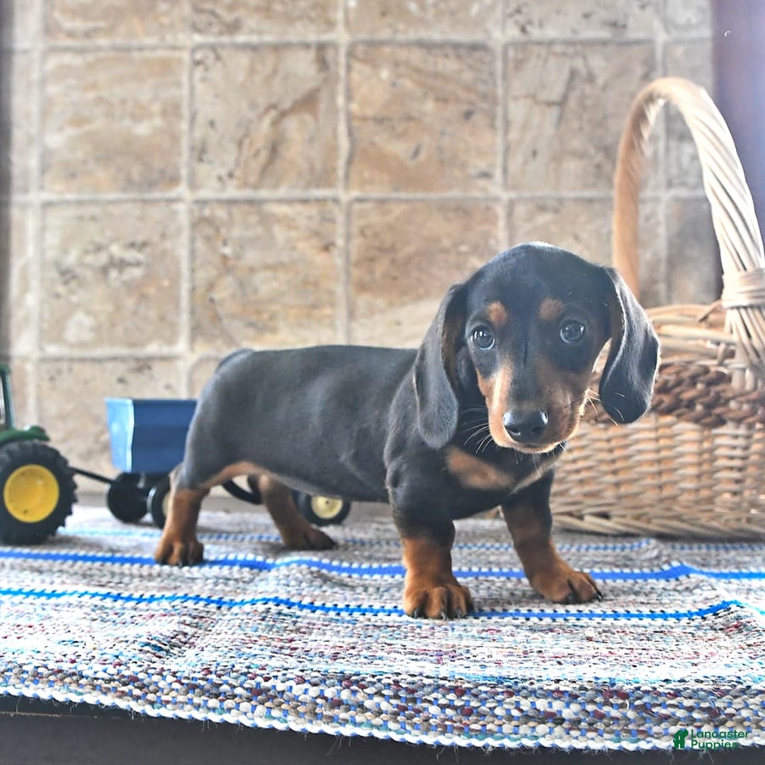 Miniature Dachshund dogs for sale: Sheba - Image 2