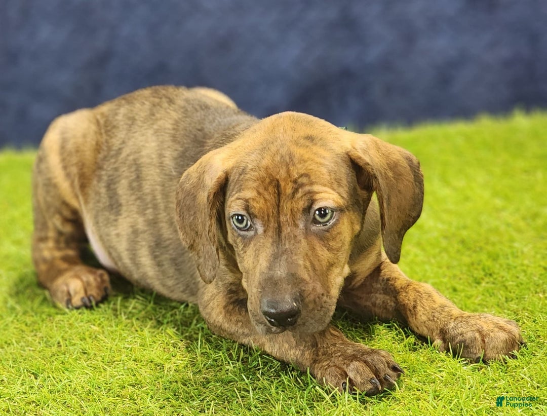 Catahoula Leopard Dog dogs for sale: Diamond 2025 M1 - Image 7