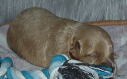Havapoo dogs for sale: Chase - Image 7