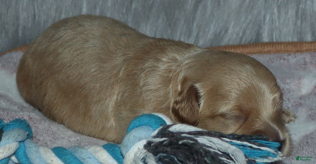 Havapoo dogs for sale: Chase - Image 7