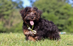Yorkiepoo dogs for sale: Henry - Image 5