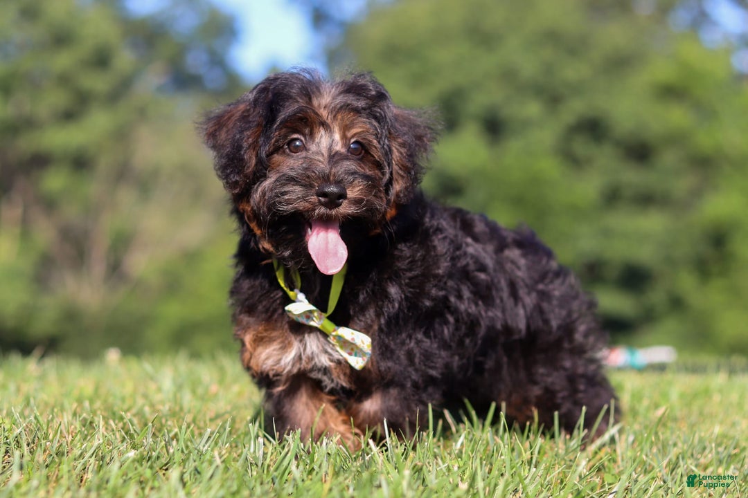 Yorkiepoo dogs for sale: Henry - Image 5