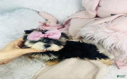 Morkie dogs for sale: Darlene - Image 2