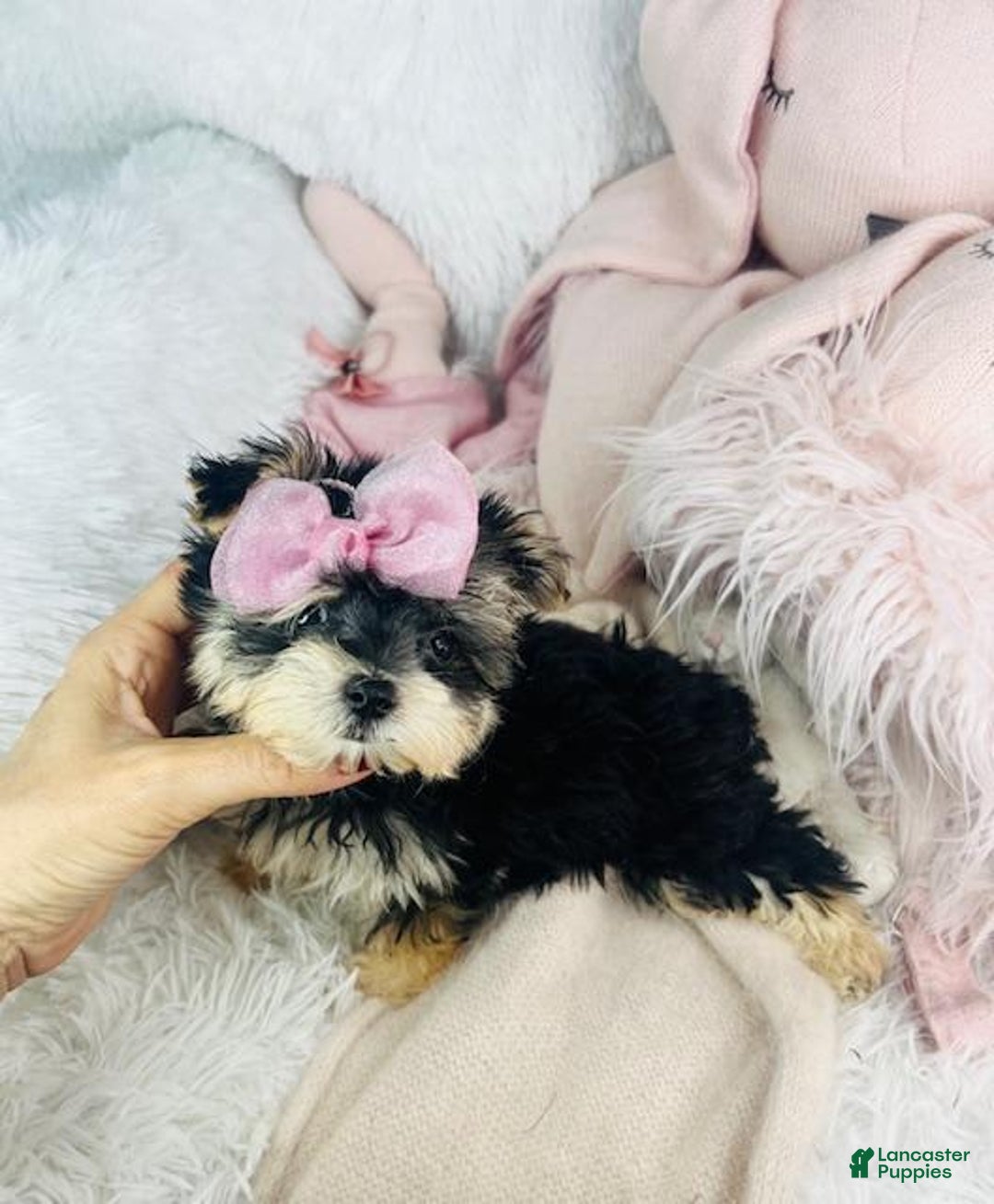 Morkie dogs for sale: Darlene - Image 2