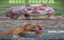 American Bully dogs for sale: Shark Boy - Image 2