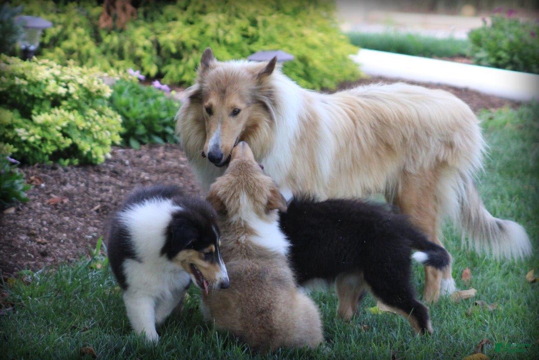 categoriesInfo:categoryAttributeOptions.pets.dogs.breed.roughCollie dogs for sale: Kelly - Image 9