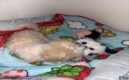 Maltipoo dogs for sale: Lulu - Image 2