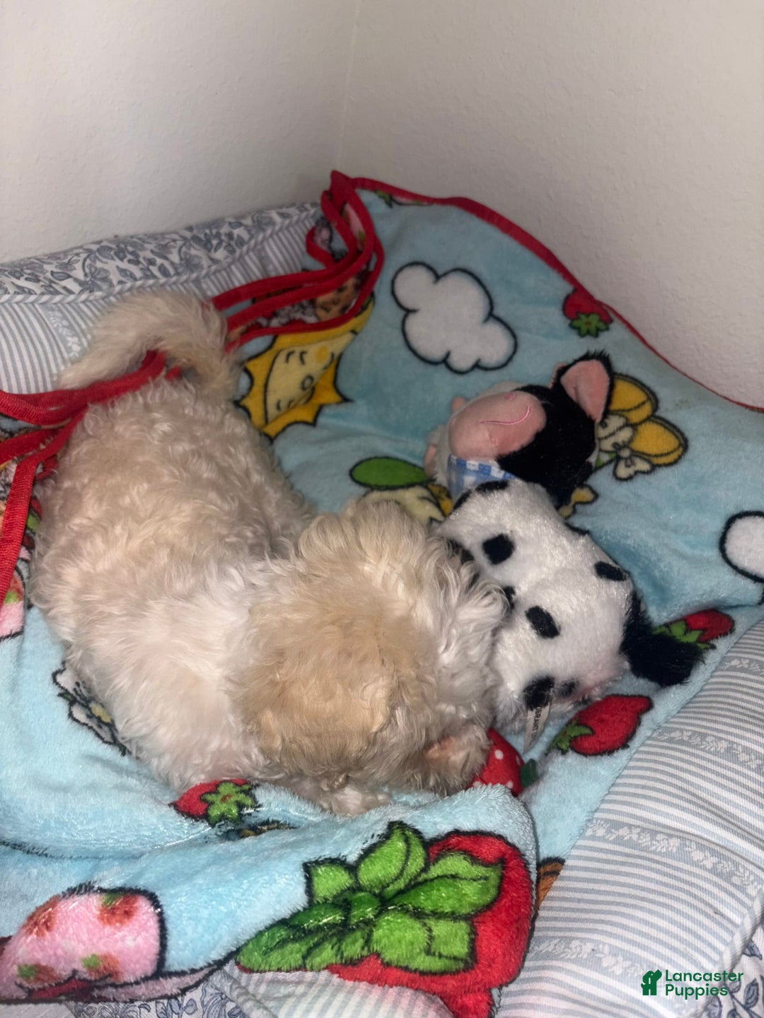 Maltipoo dogs for sale: Lulu - Image 2