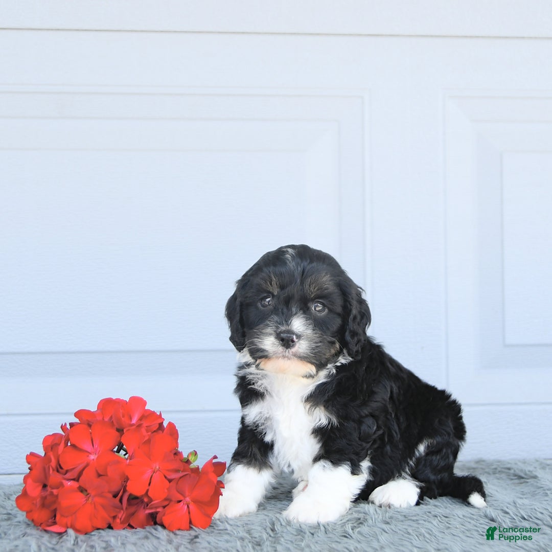 Miniature Bernese Mountain Dog dogs for sale: Peanut - Image 6