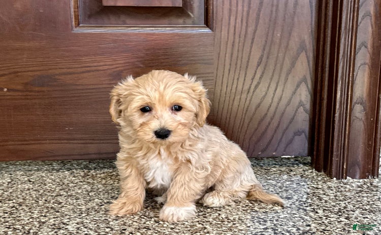 Maltipoo dogs for sale - Ad 2