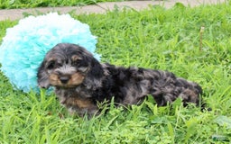 Cockapoo dogs for sale: Oliver - Image 3