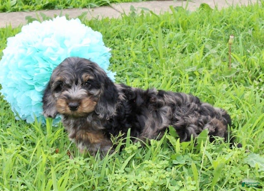 Cockapoo dogs for sale: Oliver - Image 3