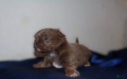Shih Tzu dogs for sale: Tiny Jasper - Image 1