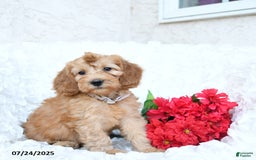 Mini Goldendoodle dogs for sale: Sarah - Image 1