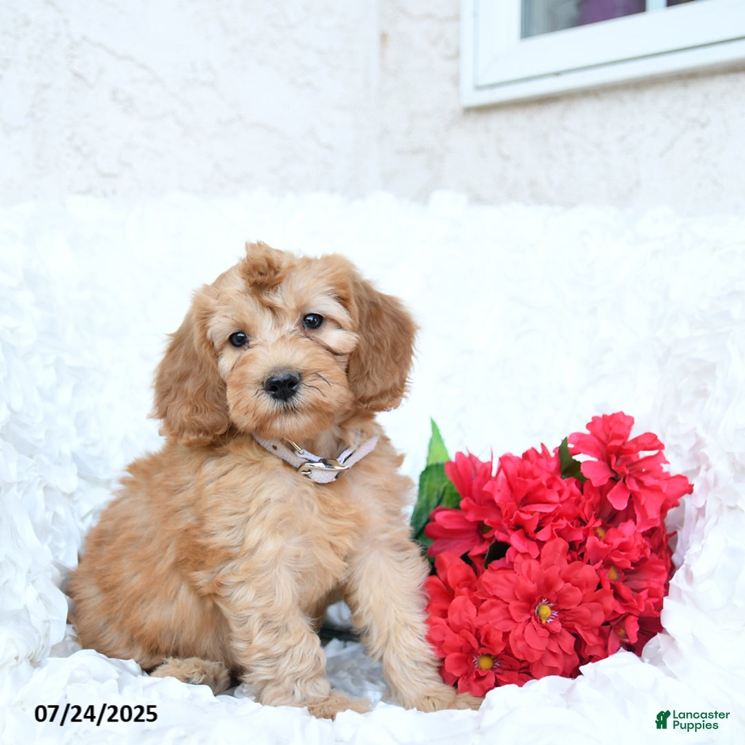 Mini Goldendoodle dogs for sale: Sarah - Image 1