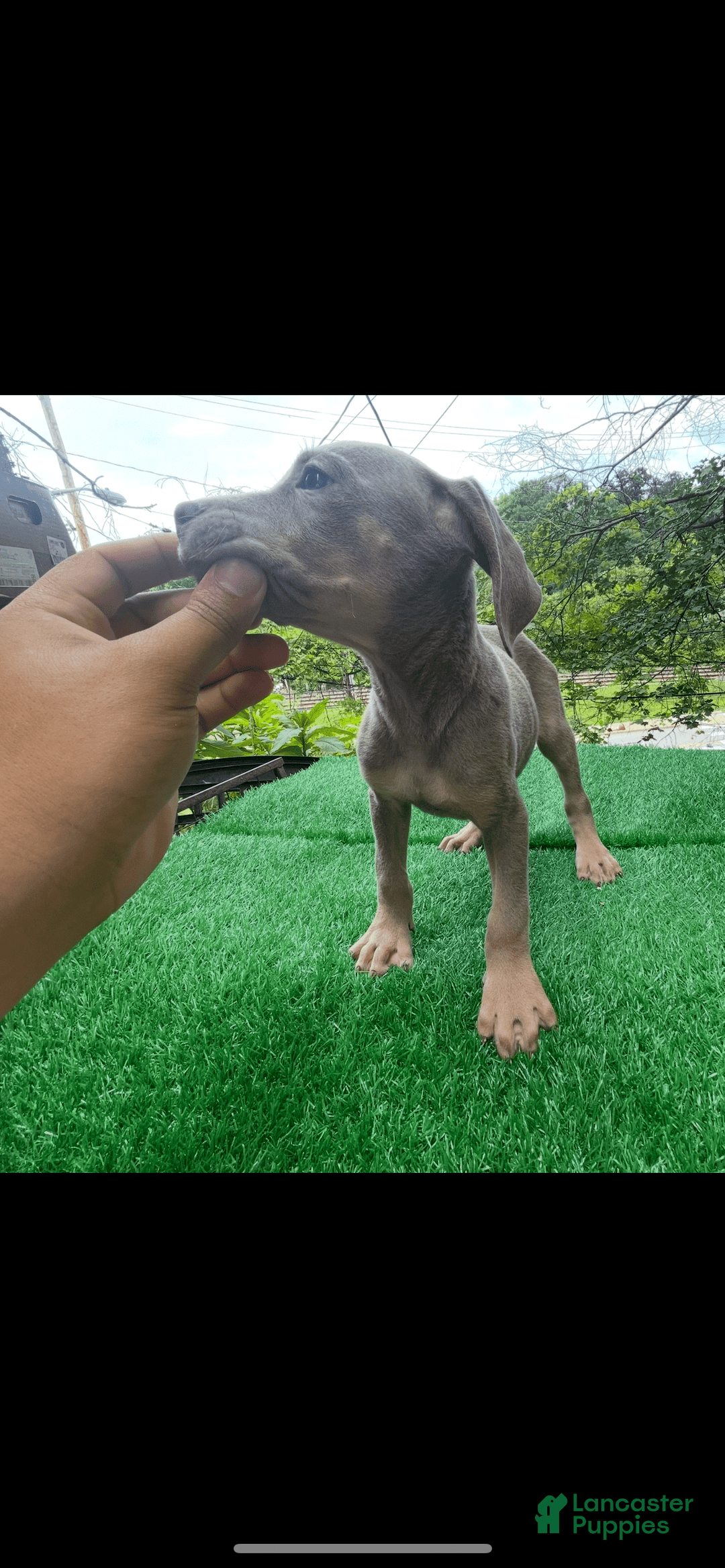 Cane Corso dogs for sale: Iccf Rare Isabella Simba - Image 5