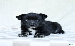 Pomsky dogs for sale: Bear - Image 1