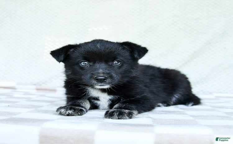 Pomsky dogs for sale - Ad 4