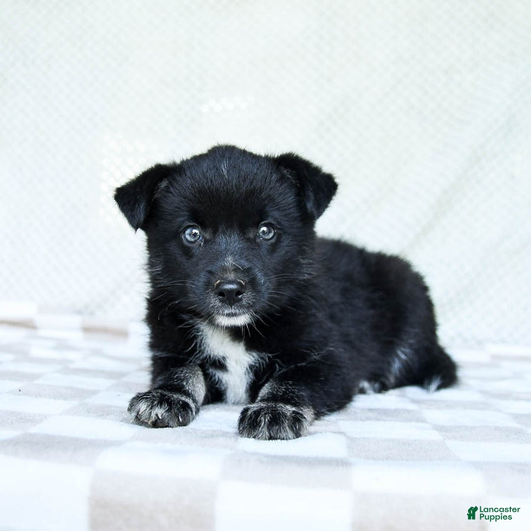 Pomsky dogs for sale: Bear - Image 1