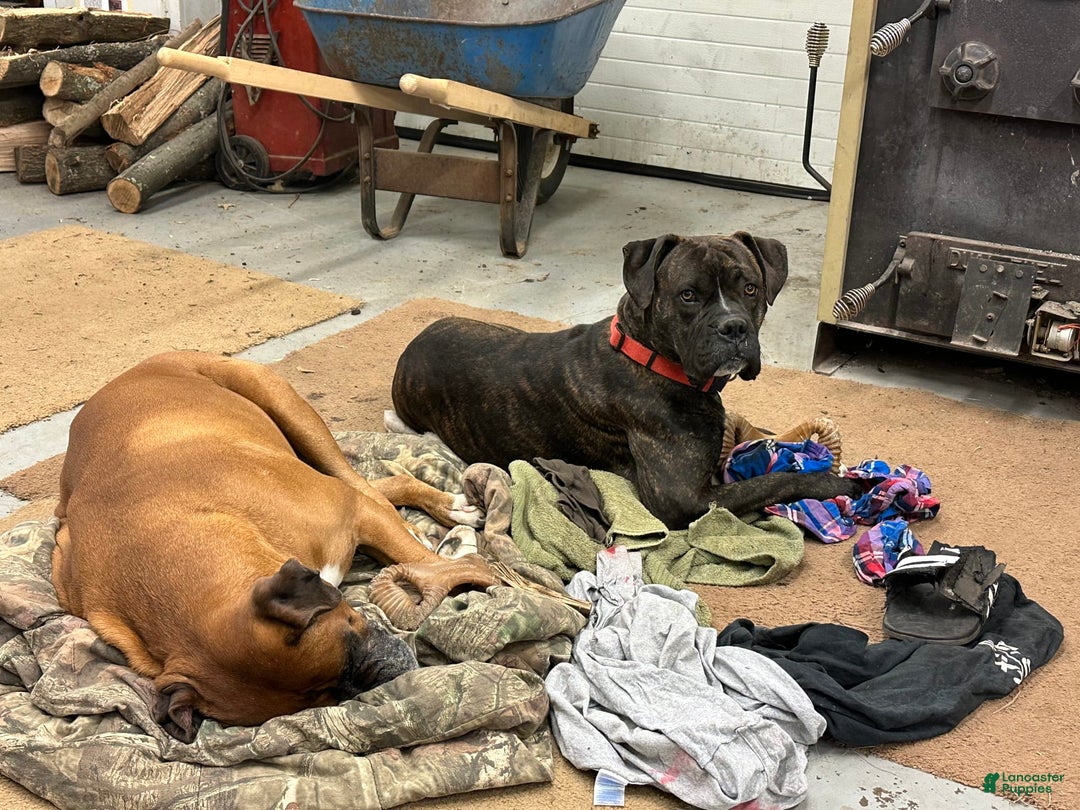 Boxer dogs for stud: Diesel - Image 4