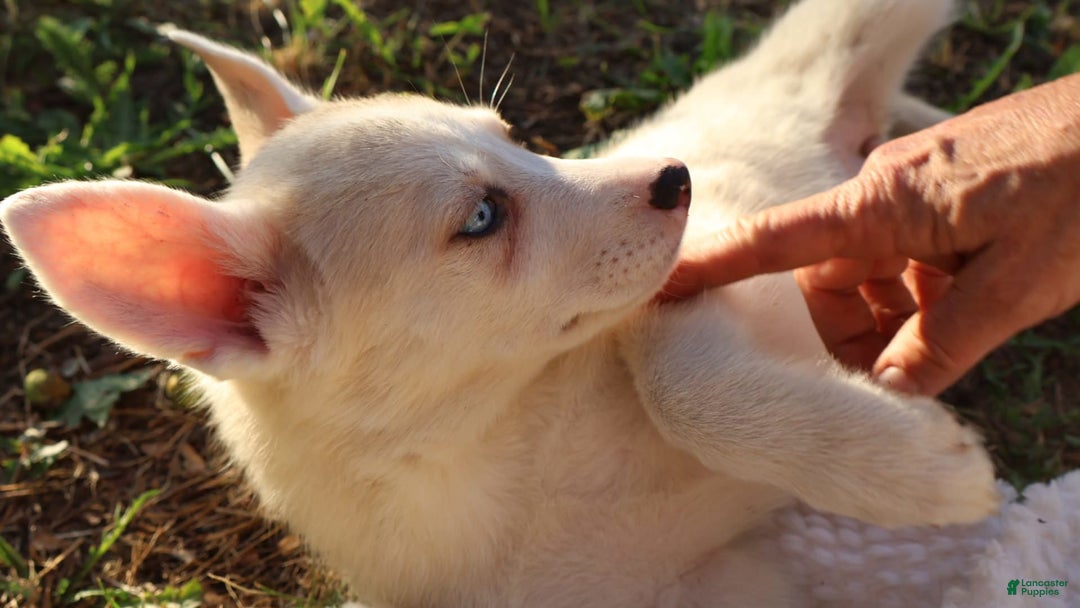 Gerberian Shepsky dogs for sale: Princess - Image 1