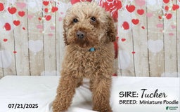 Mini Goldendoodle dogs for sale: Zoey - Image 8