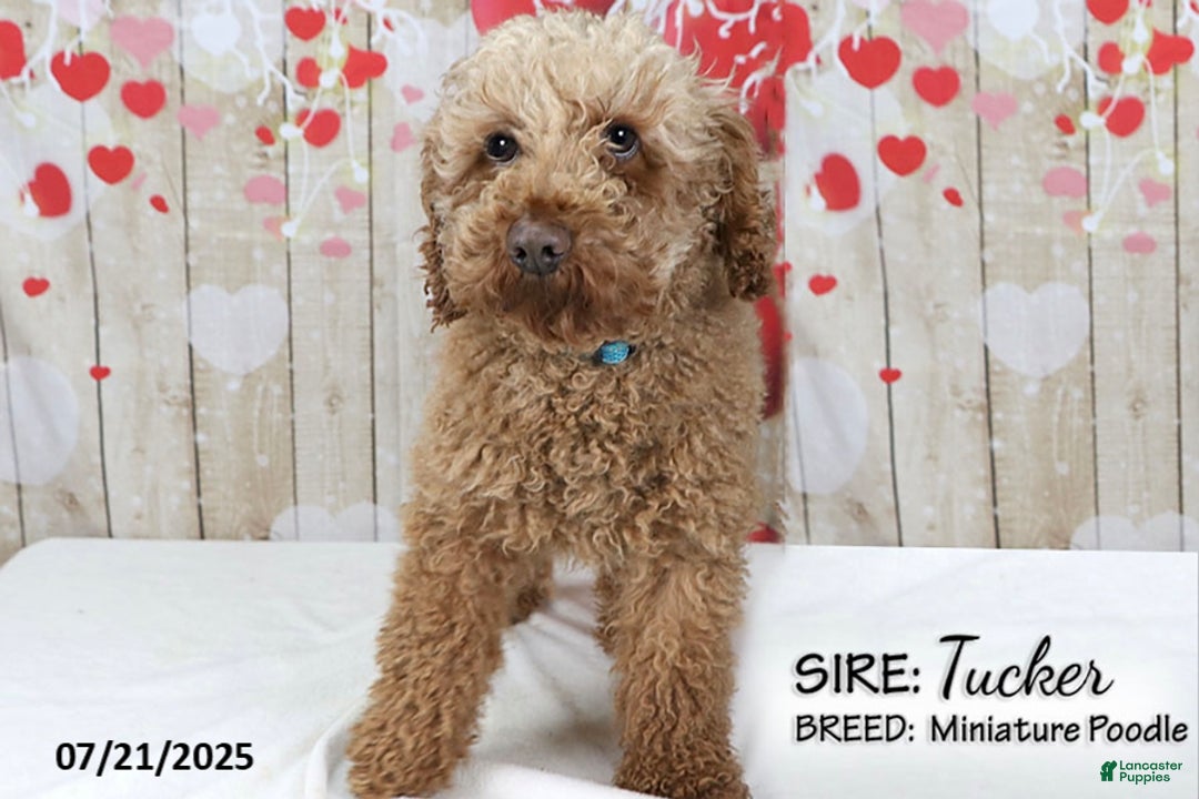 Mini Goldendoodle dogs for sale: Zoey - Image 8
