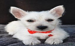 West Highland Terrier dogs for sale: Nemo - Image 6