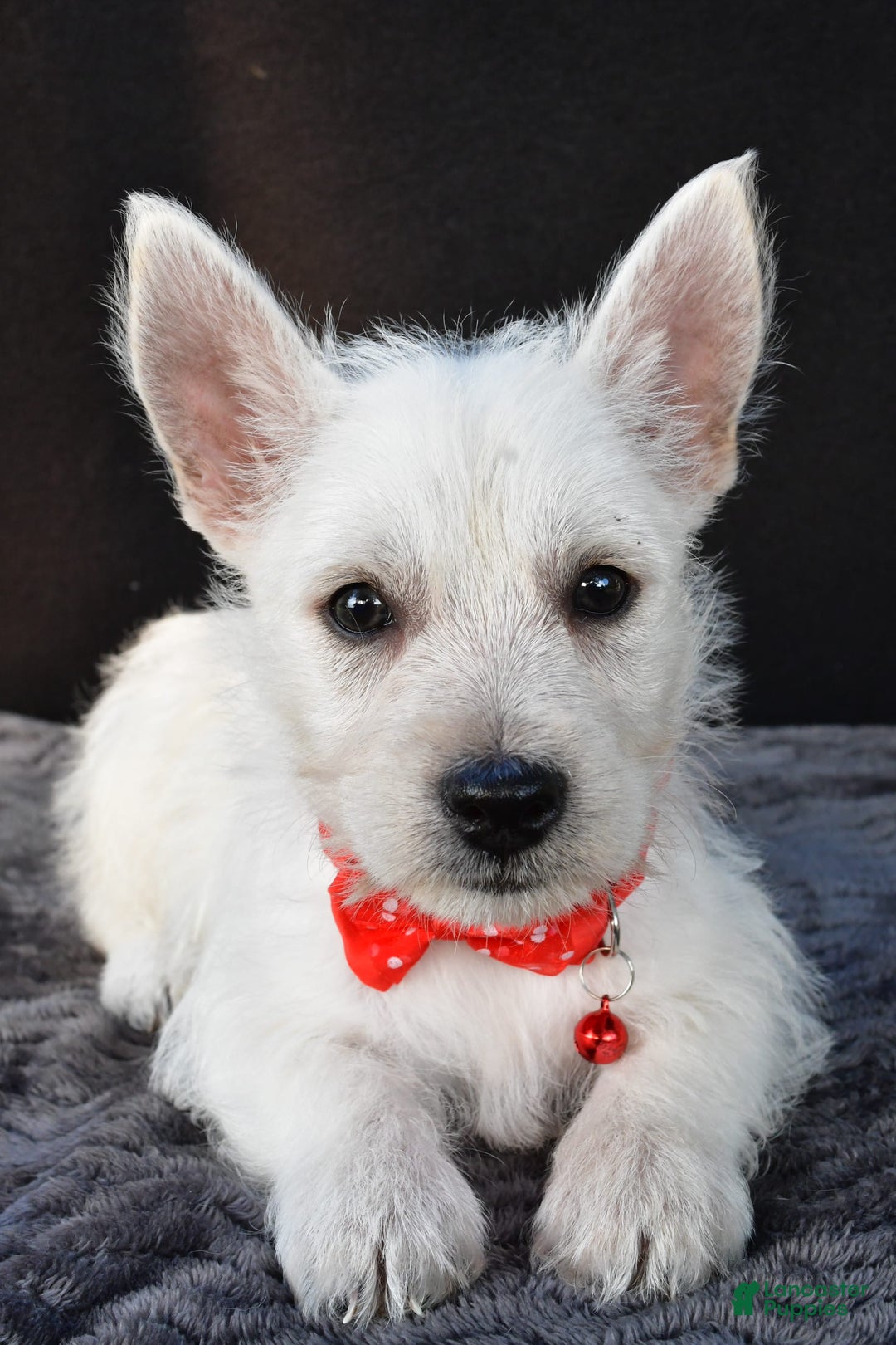 West Highland Terrier dogs for sale: Nemo - Image 6