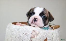 French Bulldog dogs for sale: Odin Akc - Image 2