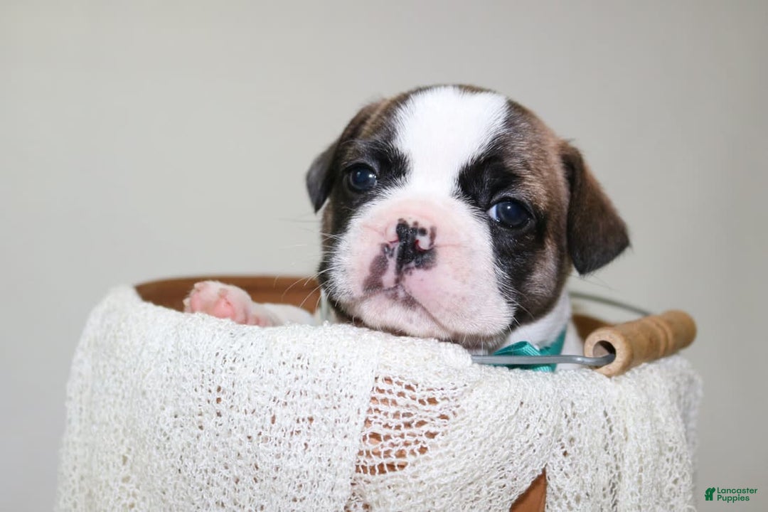French Bulldog dogs for sale: Odin Akc - Image 2