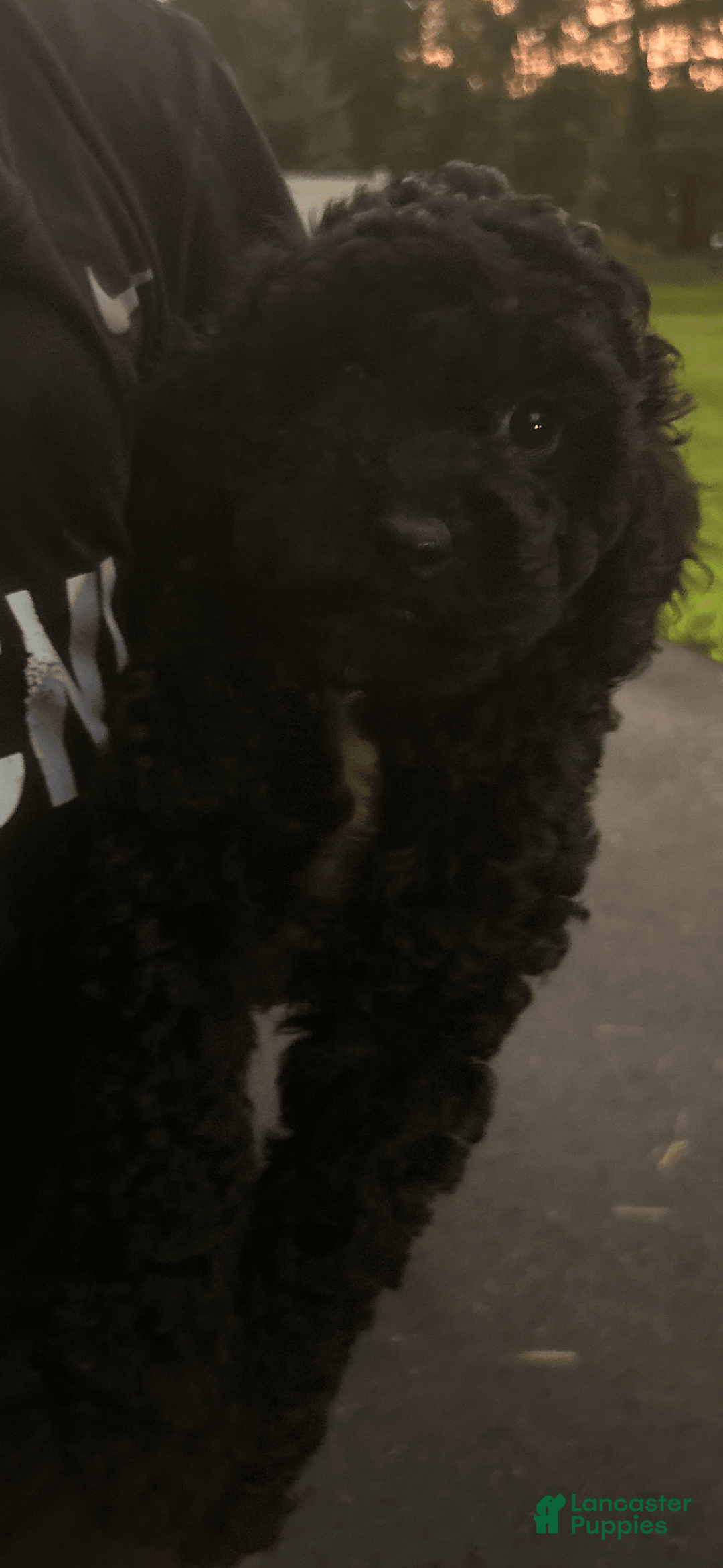 Cockapoo dogs for sale: Coal - Image 2