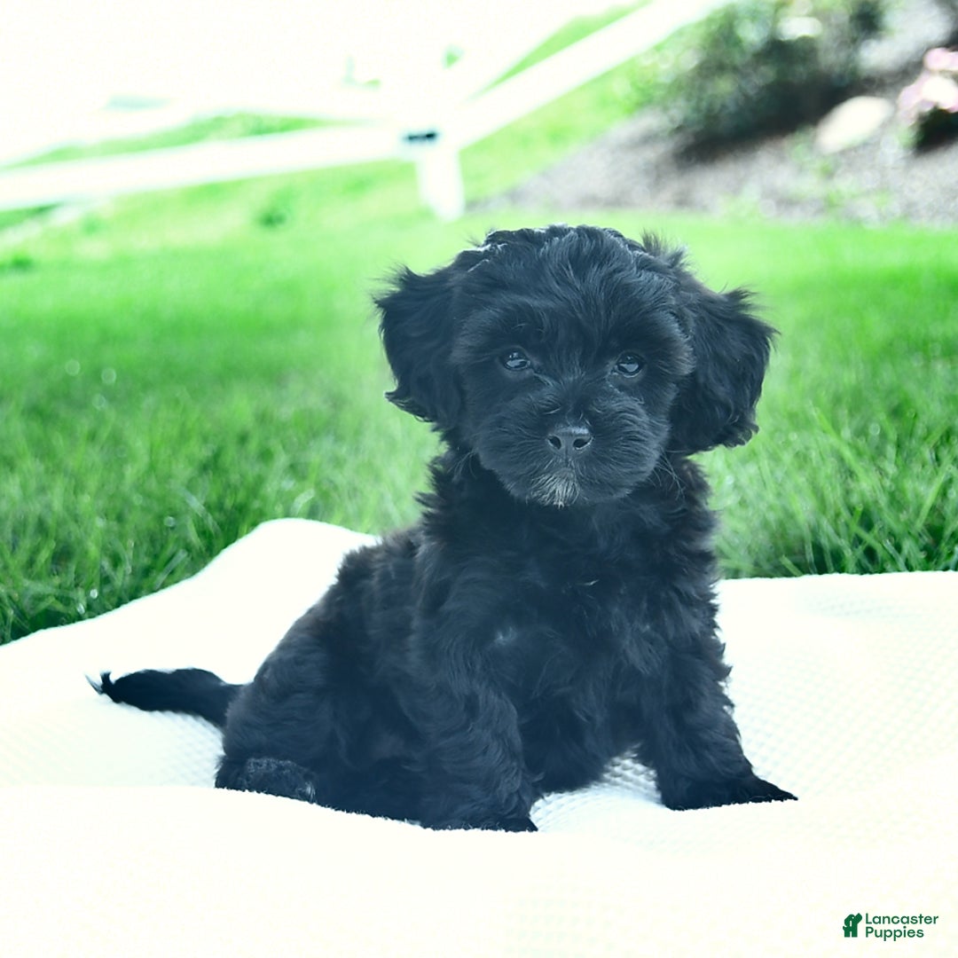 Cavapoo dogs for sale: Sophie - Image 4