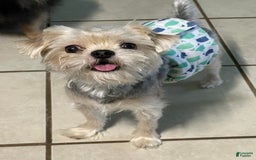 Morkie dogs for sale: Itachi - Image 4